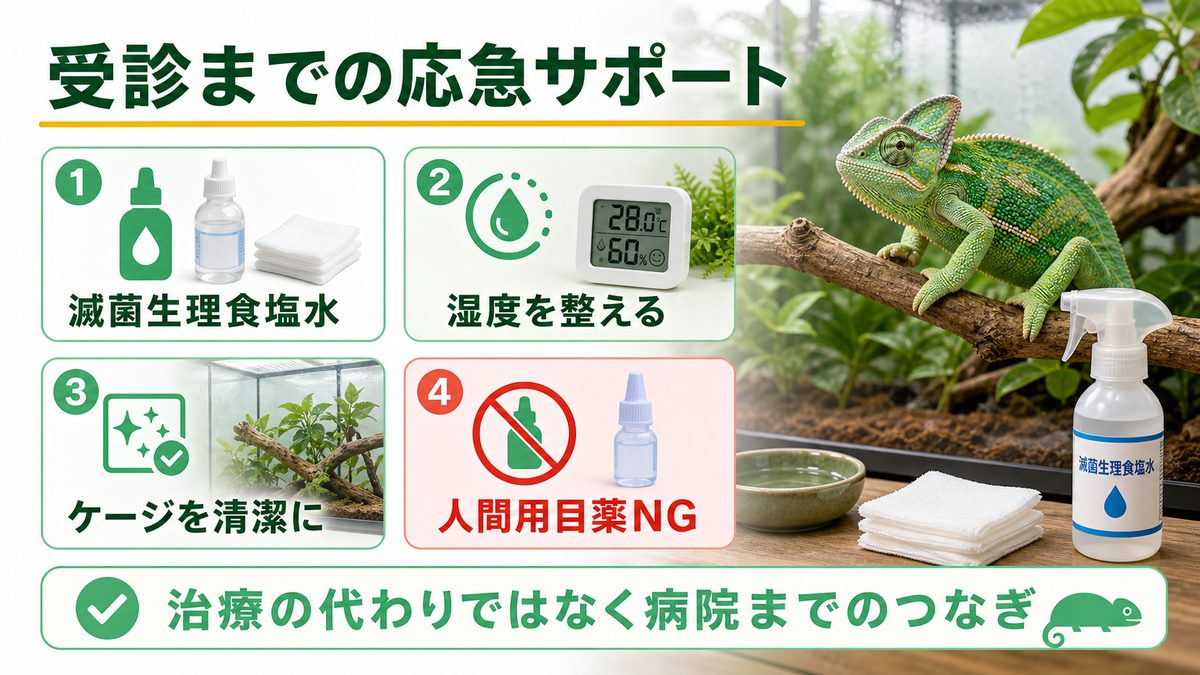 家庭でできる応急処置・サポートの要点をまとめたカメレオン・爬虫類飼育インフォグラフィック