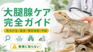 爬虫類の大腿腺（フェモラルポア）詰まり完全ガイド｜原因・安全な温浴ケア・受診の目安・予防を徹底解説の要点を伝えるカメレオン・爬虫類記事アイキャッチ画像