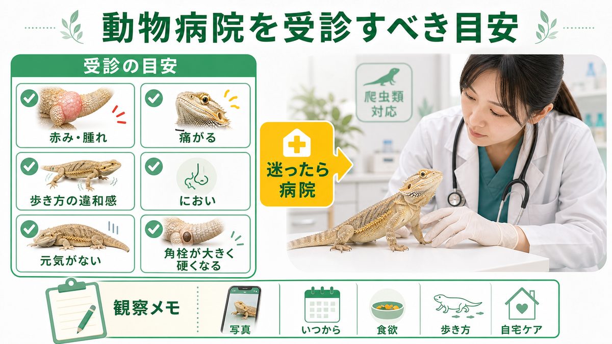 動物病院を受診すべき目安の要点をまとめたカメレオン・爬虫類飼育インフォグラフィック