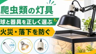 爬虫類のランプフード・反射板・ソケット完全ガイド｜クランプライト・陶器ソケット・アームスタンドの選び方と設置を徹底解説の要点を伝えるカメレオン・爬虫類記事アイキャッチ画像