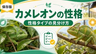 カメレオンの性格は種類と個体で違う！臆病〜大胆タイプの見分け方と飼育・ハンドリングへの活かし方ガイドの要点を伝えるカメレオン・爬虫類記事アイキャッチ画像