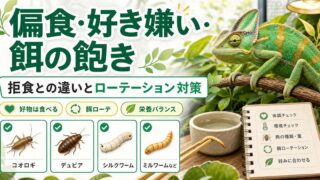 爬虫類の偏食・好き嫌い・餌の飽き完全ガイド｜特定の餌しか食べない時の対処と拒食との違いの要点を伝えるカメレオン・爬虫類記事アイキャッチ画像