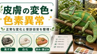 爬虫類の皮膚の変色・色素異常完全ガイド｜黒ずみ・白化・赤み・黄ばみの原因と受診の目安を徹底解説の要点を伝えるカメレオン・爬虫類記事アイキャッチ画像