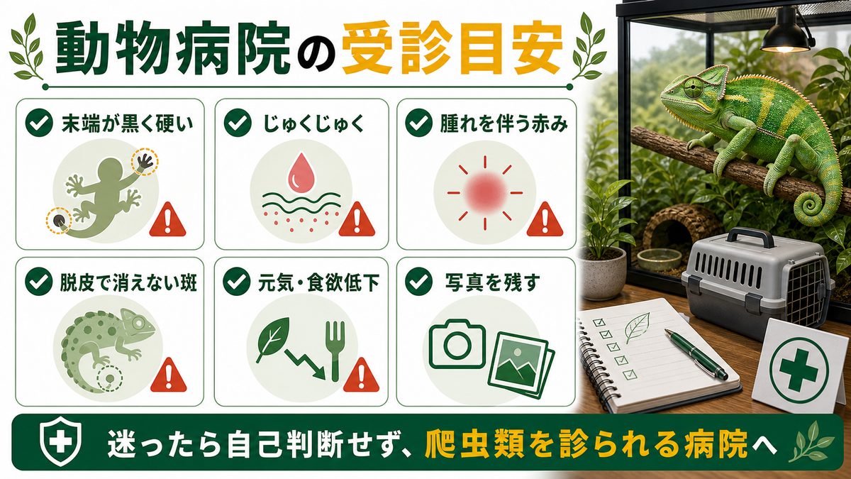 動物病院の受診目安——迷ったときの判断基準の要点をまとめたカメレオン・爬虫類飼育インフォグラフィック