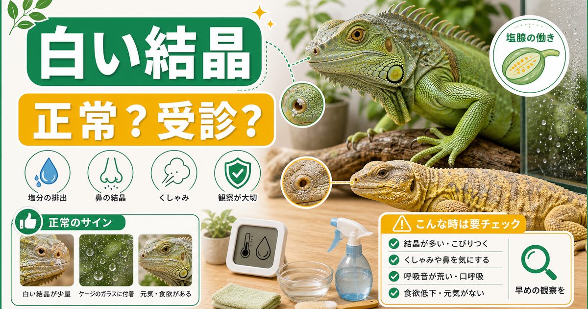 爬虫類の鼻から白い結晶・くしゃみは病気？塩腺分泌（正常）と鼻炎の見分け方完全ガイドの要点を伝えるカメレオン・爬虫類記事アイキャッチ画像
