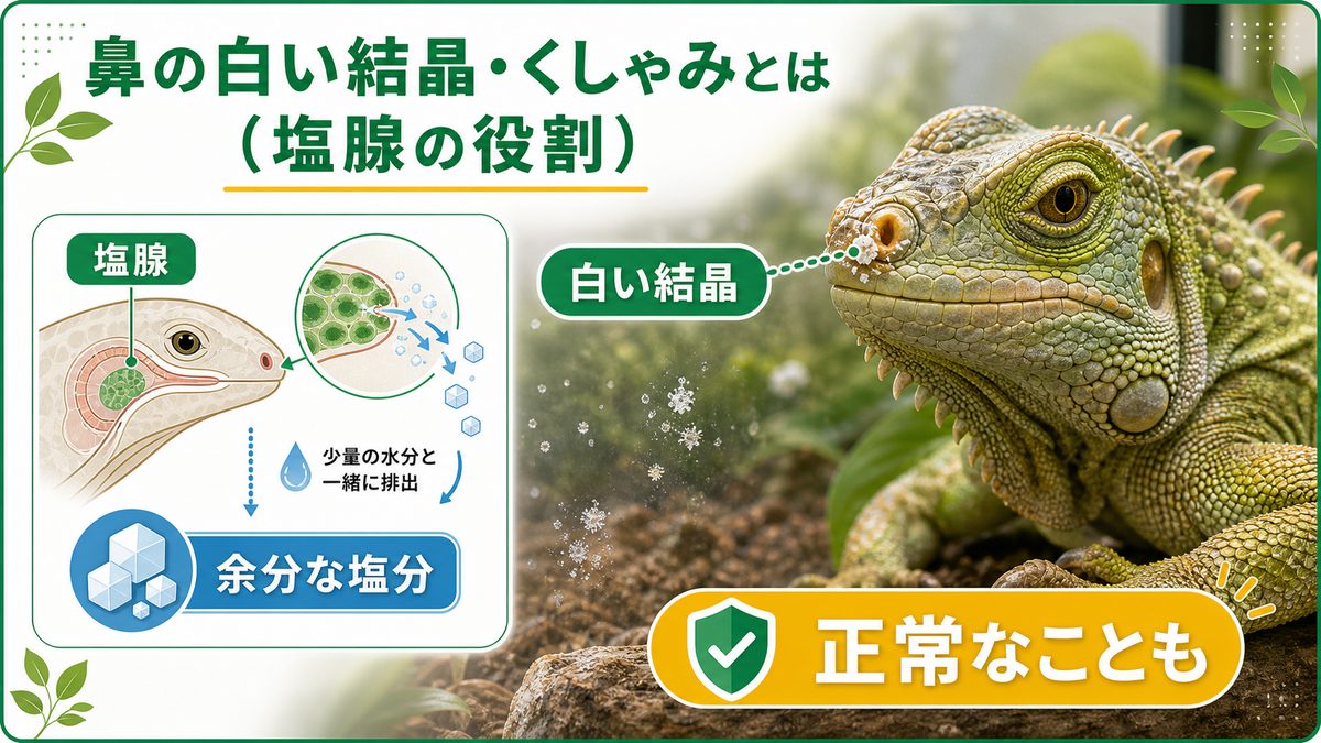 鼻の白い結晶・くしゃみとは（塩腺の役割）の要点をまとめたカメレオン・爬虫類飼育インフォグラフィック