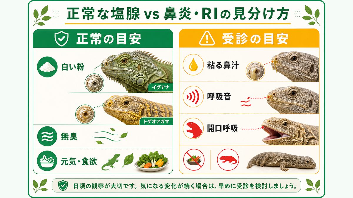 正常な塩腺 vs 鼻炎・RIの見分け方の要点をまとめたカメレオン・爬虫類飼育インフォグラフィック