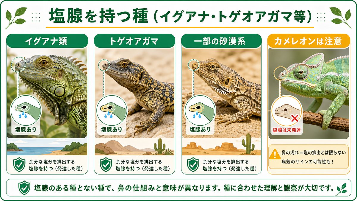 塩腺を持つ種（イグアナ・トゲオアガマ等）の要点をまとめたカメレオン・爬虫類飼育インフォグラフィック