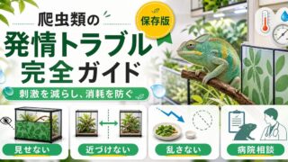 爬虫類の発情・性的興奮トラブル完全ガイド｜繁殖期の攻撃性・拒食・ストレスへの対処を徹底解説の要点を伝えるカメレオン・爬虫類記事アイキャッチ画像