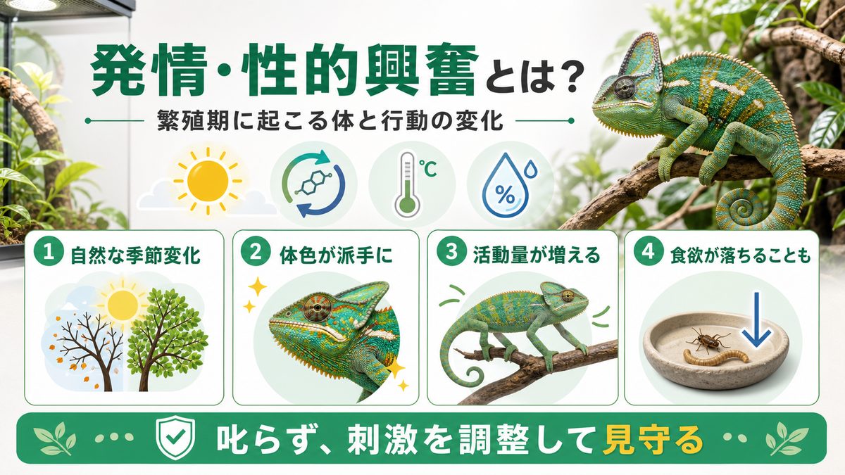 発情・性的興奮とは？繁殖期に起こる体と行動の変化の要点をまとめたカメレオン・爬虫類飼育インフォグラフィック