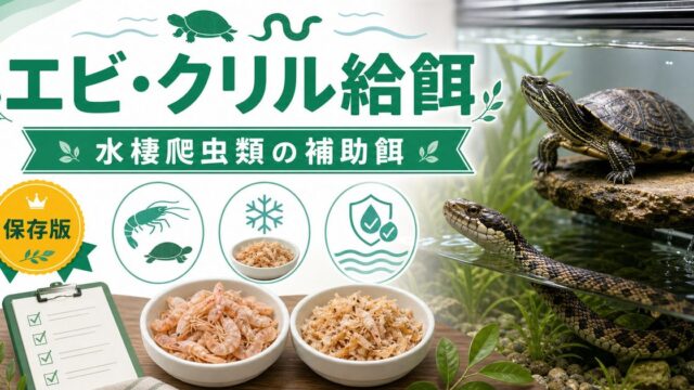 エビ・クリルを水棲爬虫類の餌に！完全ガイド｜水棲カメ・水棲ヘビ・スッポンへの冷凍・乾燥エビの栄養・与え方を徹底解説の要点を伝えるカメレオン・爬虫類記事アイキャッチ画像