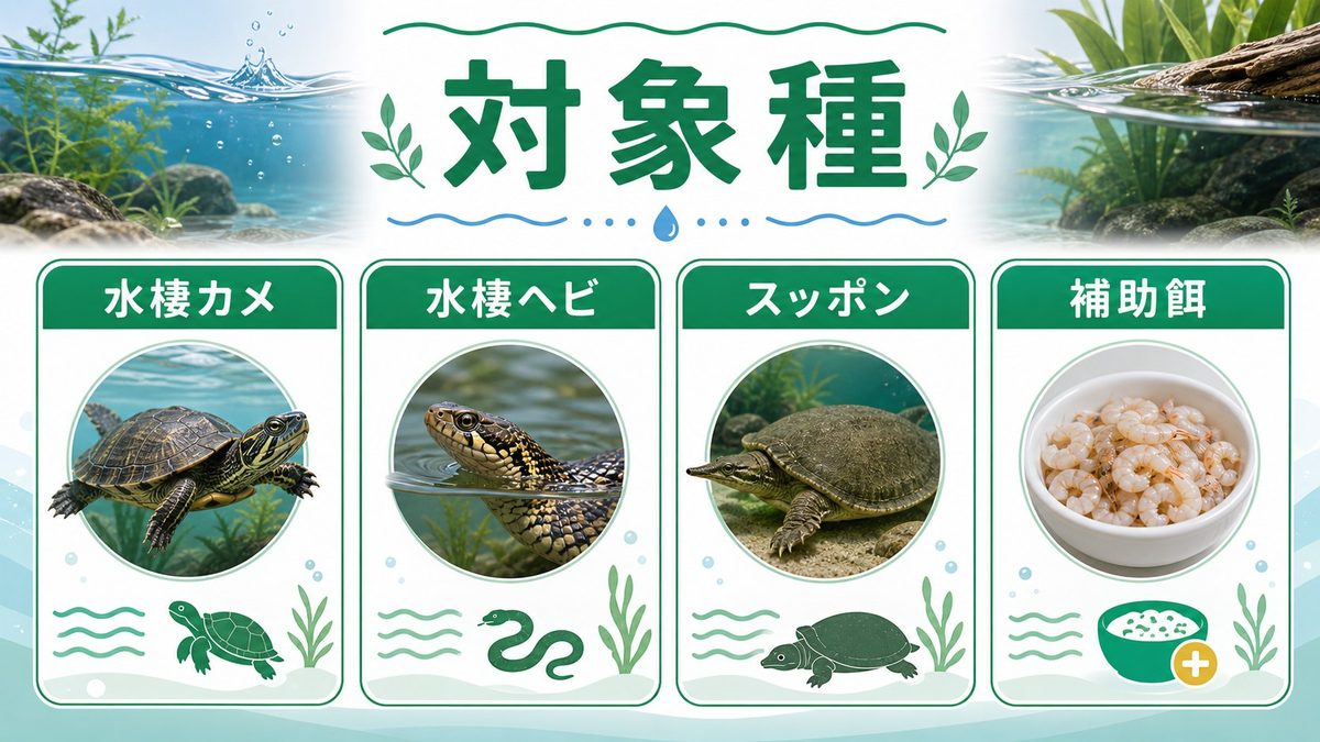 エビ・クリルを食べる水棲爬虫類🐢の要点をまとめたカメレオン・爬虫類飼育インフォグラフィック
