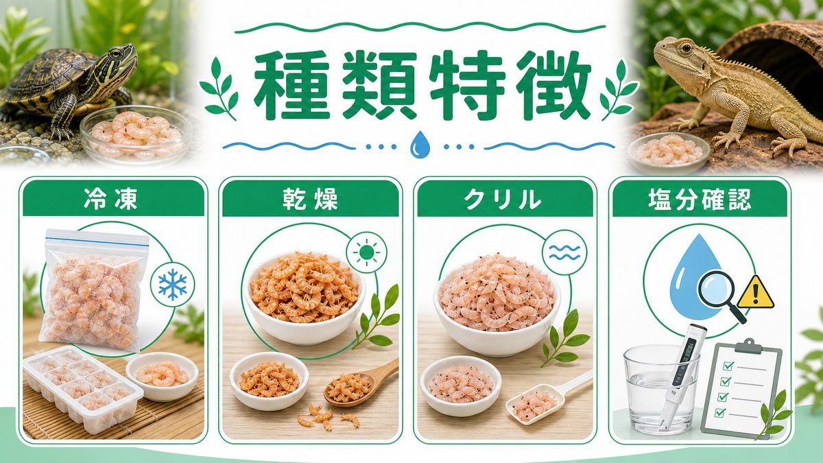 エビの種類と形態別の特徴🦐の要点をまとめたカメレオン・爬虫類飼育インフォグラフィック