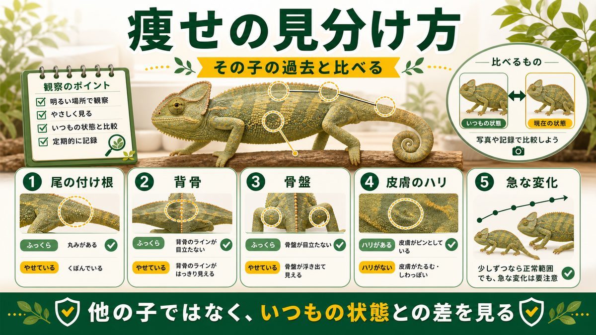 体重減少・痩せとは?まず「見分け方」を知ろうの要点をまとめたカメレオン・爬虫類飼育インフォグラフィック