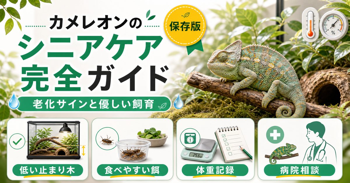 カメレオンの老化・シニアケア完全ガイド｜老化のサインと高齢個体に優しい飼育の工夫を徹底解説の要点を伝えるカメレオン・爬虫類記事アイキャッチ画像