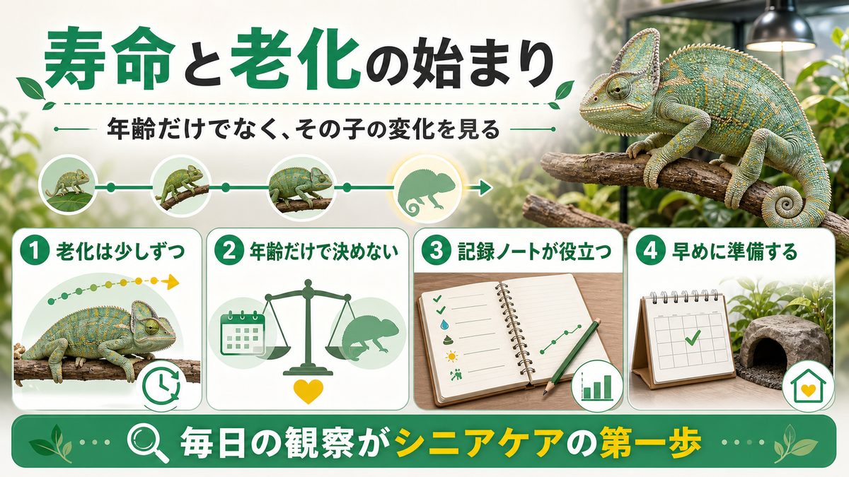 カメレオンの寿命と「老化の始まり」をどう捉えるかの要点をまとめたカメレオン・爬虫類飼育インフォグラフィック