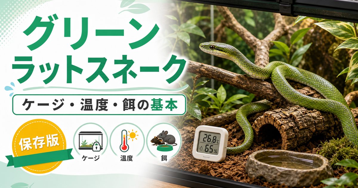 グリーンラットスネーク（Senticolis triaspis）飼育完全ガイド｜中米産の珍しい緑色ナミヘビの特徴・飼育・近縁種比較を徹底解説の要点を伝えるカメレオン・爬虫類記事アイキャッチ画像