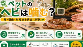 ペットのヘビは噛む？毒はある？噛まれたときの対処と噛まれない飼い方の要点を伝えるカメレオン・爬虫類記事アイキャッチ画像