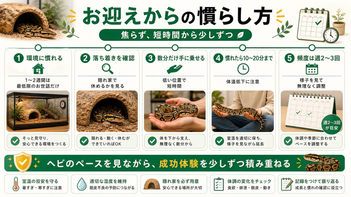 お迎えからの慣らし方・頻度の要点をまとめたカメレオン・爬虫類飼育インフォグラフィック