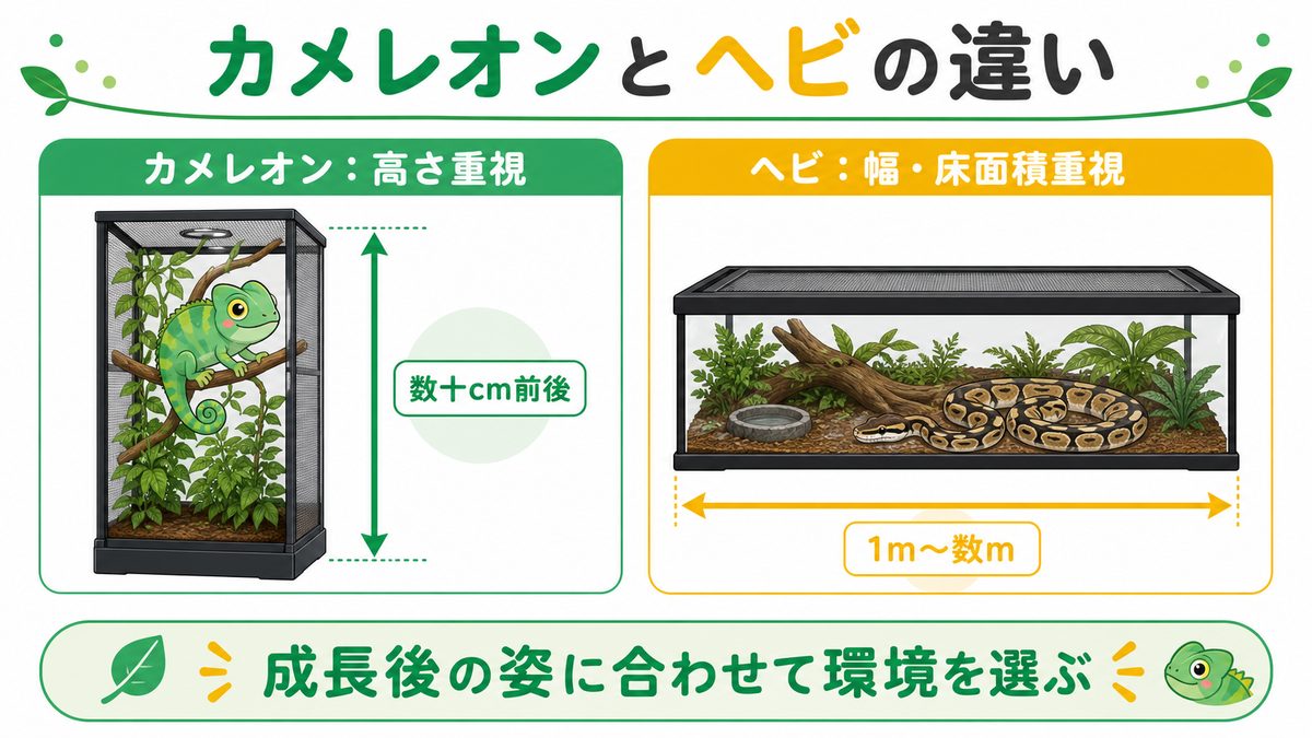 カメレオン(ぺぺ君)との大きさの違いの要点をまとめたカメレオン・爬虫類飼育インフォグラフィック
