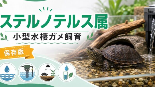 ステルノテルス属（Sternotherus）完全ガイド｜ムスクタートルの種類・特徴・小型水棲飼育法を属レベルで解説の要点を伝えるカメレオン・爬虫類記事アイキャッチ画像