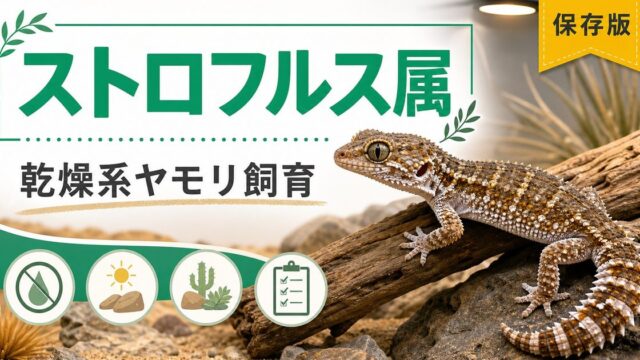 ストロフルス属（Strophurus）完全ガイド｜オーストラリア産スパイニーテールゲッコーの種類・特徴・乾燥飼育法を属レベルで解説の要点を伝えるカメレオン・爬虫類記事アイキャッチ画像
