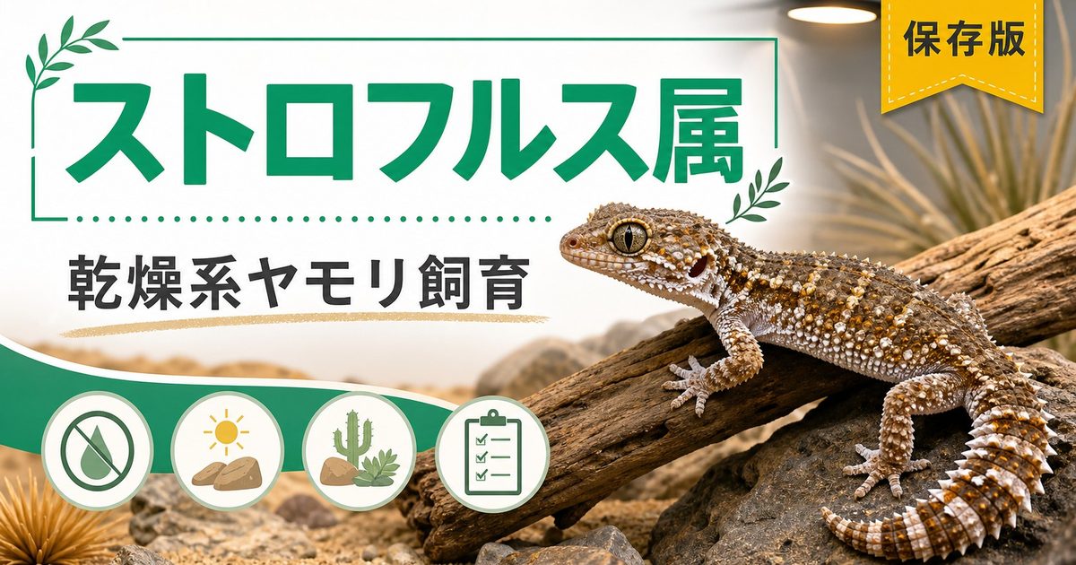 ストロフルス属（Strophurus）完全ガイド｜オーストラリア産スパイニーテールゲッコーの種類・特徴・乾燥飼育法を属レベルで解説の要点を伝えるカメレオン・爬虫類記事アイキャッチ画像