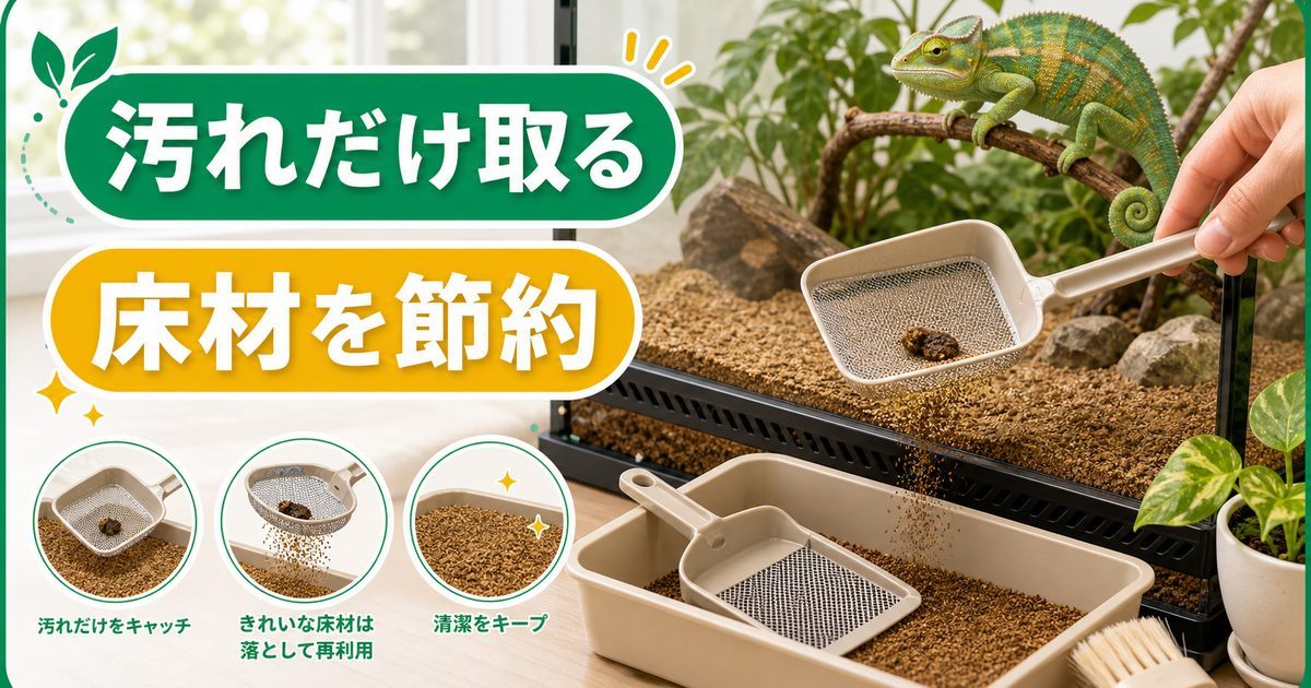 爬虫類の床材ふるい・ふん取りスコップ完全ガイド｜砂・ソイルのスポット清掃を効率化する道具の選び方を徹底解説の要点を伝えるカメレオン・爬虫類記事アイキャッチ画像