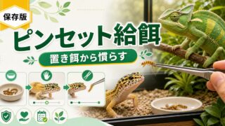 爬虫類のピンセット給餌・餌付け完全ガイド｜置き餌から手渡しへ・怖がる個体の慣らし方・ターゲット給餌のコツを徹底解説の要点を伝えるカメレオン・爬虫類記事アイキャッチ画像