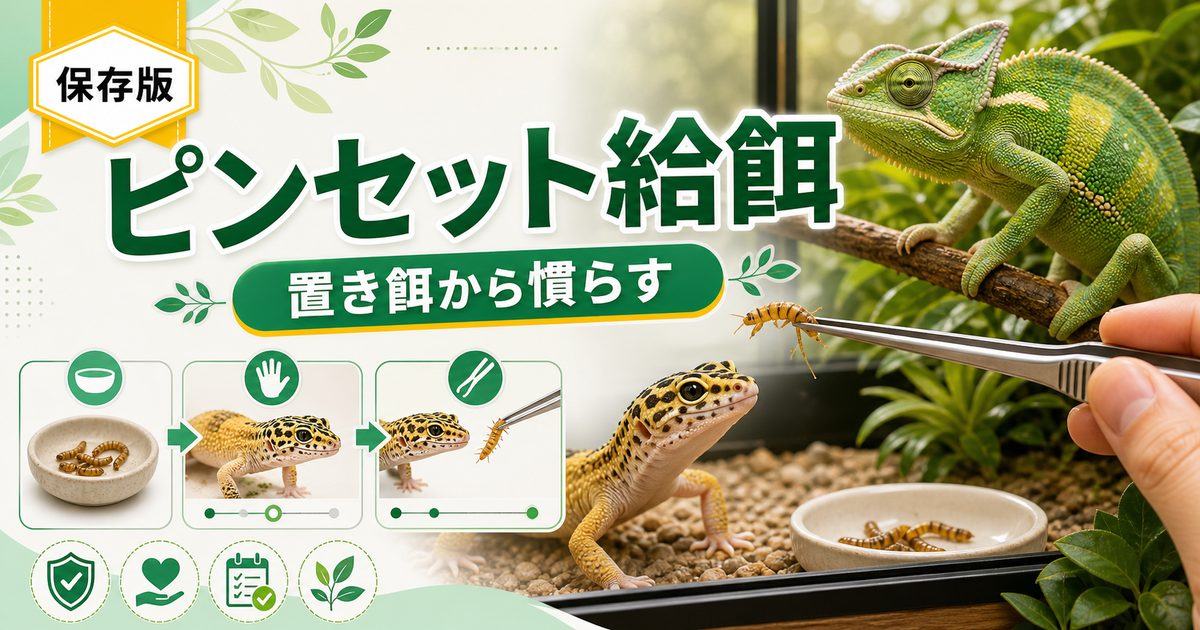 爬虫類のピンセット給餌・餌付け完全ガイド｜置き餌から手渡しへ・怖がる個体の慣らし方・ターゲット給餌のコツを徹底解説の要点を伝えるカメレオン・爬虫類記事アイキャッチ画像