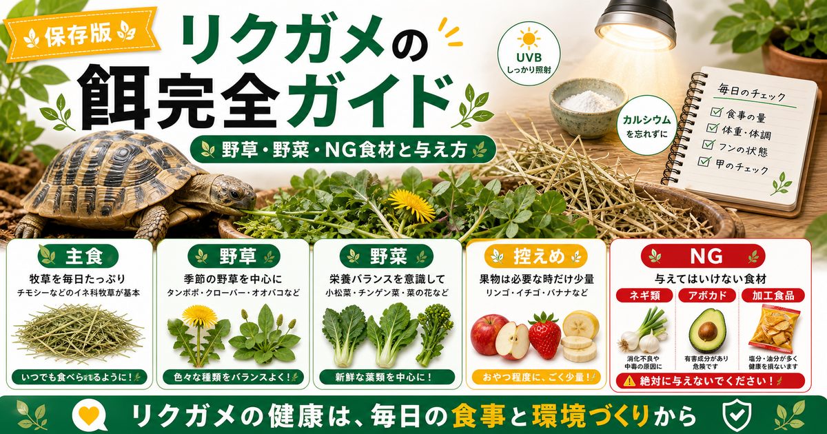 リクガメの餌完全ガイド！野草・野菜の選び方とNG食材・与え方を徹底解説の要点を伝えるカメレオン・爬虫類記事アイキャッチ画像