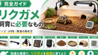 リクガメの飼育に必要なもの一式！ケージ・UVB・保温と初期費用を初心者向けに解説の要点を伝えるカメレオン・爬虫類記事アイキャッチ画像