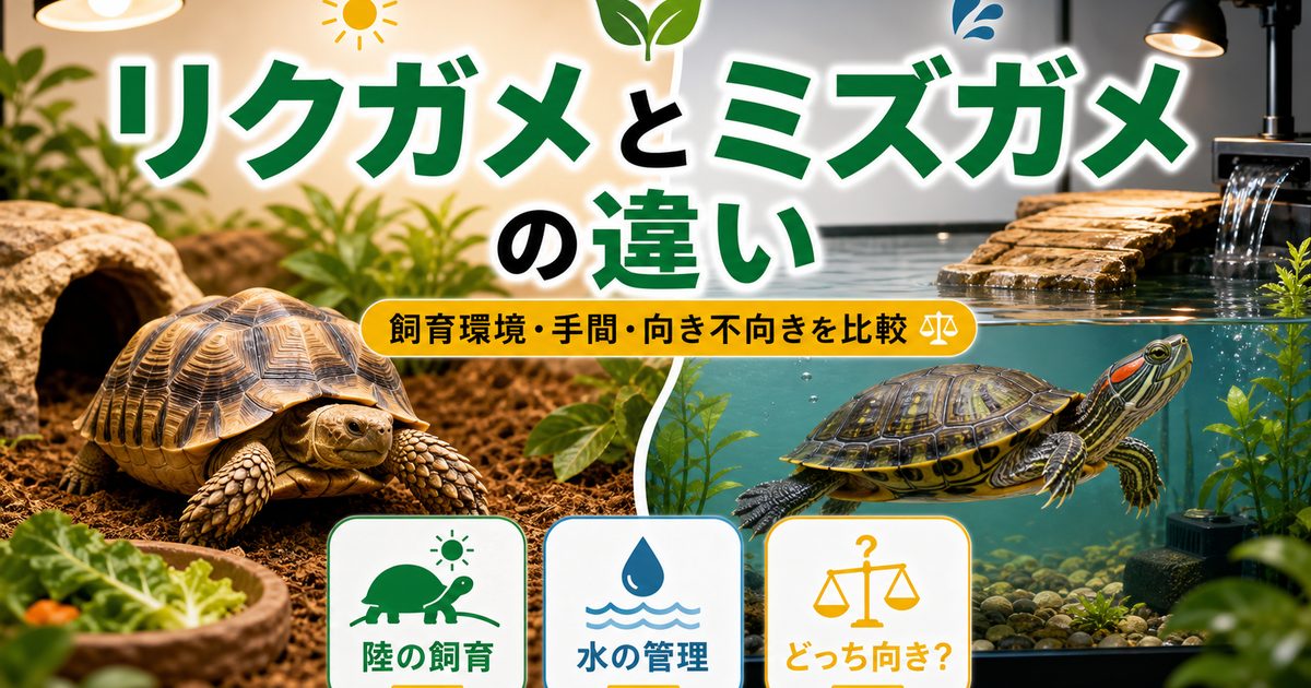 リクガメとミズガメの違いは？飼育の特徴とどっちが飼いやすいかを徹底比較の要点を伝えるカメレオン・爬虫類記事アイキャッチ画像