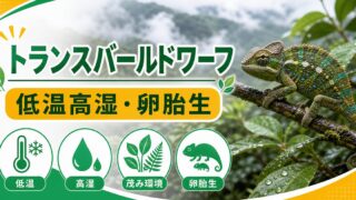 トランスバールドワーフカメレオンの低温高湿飼育と卵胎生を伝えるアイキャッチ画像