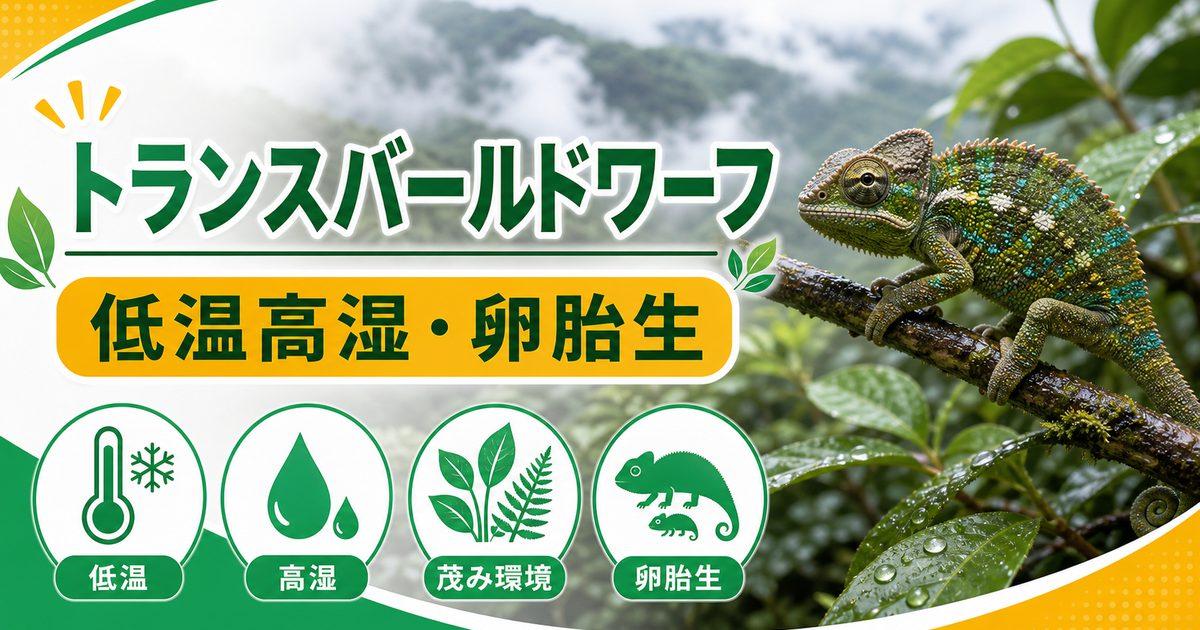 トランスバールドワーフカメレオンの低温高湿飼育と卵胎生を伝えるアイキャッチ画像