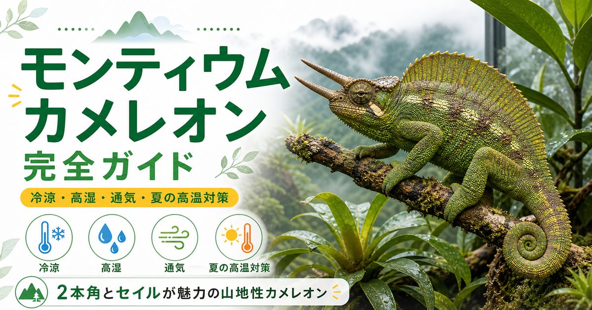 モンティウムカメレオン（Trioceros montium）飼育完全ガイド｜カメルーン産の二角セイルフィンカメレオンの特徴・冷涼飼育を徹底解説の要点を伝えるカメレオン・爬虫類記事アイキャッチ画像