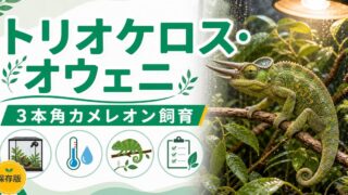 トリオケロス・オウェニ（Trioceros oweni）飼育完全ガイド｜西アフリカ産3本角カメレオンの特徴・生態・飼育環境を徹底解説の要点を伝えるカメレオン・爬虫類記事アイキャッチ画像