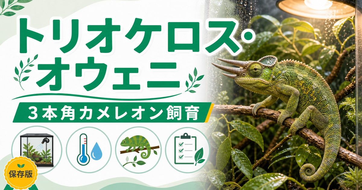 トリオケロス・オウェニ（Trioceros oweni）飼育完全ガイド｜西アフリカ産3本角カメレオンの特徴・生態・飼育環境を徹底解説の要点を伝えるカメレオン・爬虫類記事アイキャッチ画像