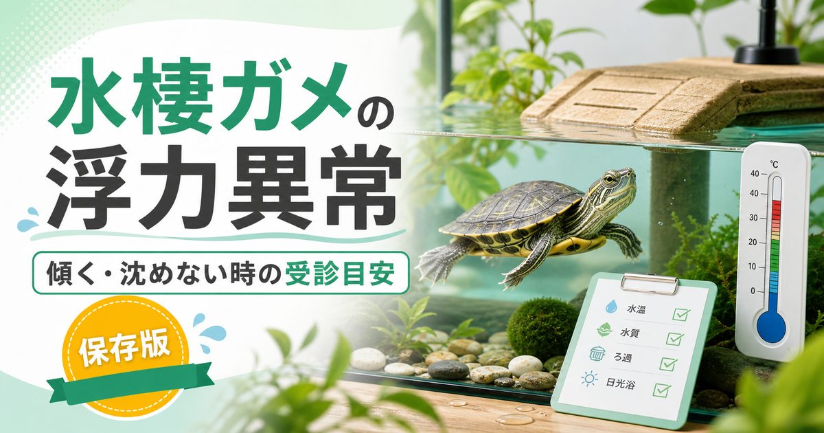 水棲ガメが傾いて泳ぐ・沈めない！浮力異常（フローティング症候群）完全ガイド｜肺炎・ガス貯留の原因と受診目安の要点を伝えるカメレオン・爬虫類記事アイキャッチ画像