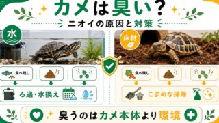 カメは臭い？水槽のニオイの原因と対策・消臭のコツを徹底解説の要点を伝えるカメレオン・爬虫類記事アイキャッチ画像