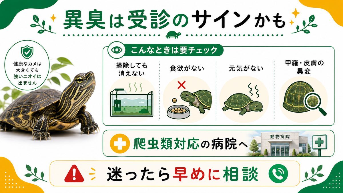 異臭は病気のサインかも(受診の目安)の要点をまとめたカメレオン・爬虫類飼育インフォグラフィック