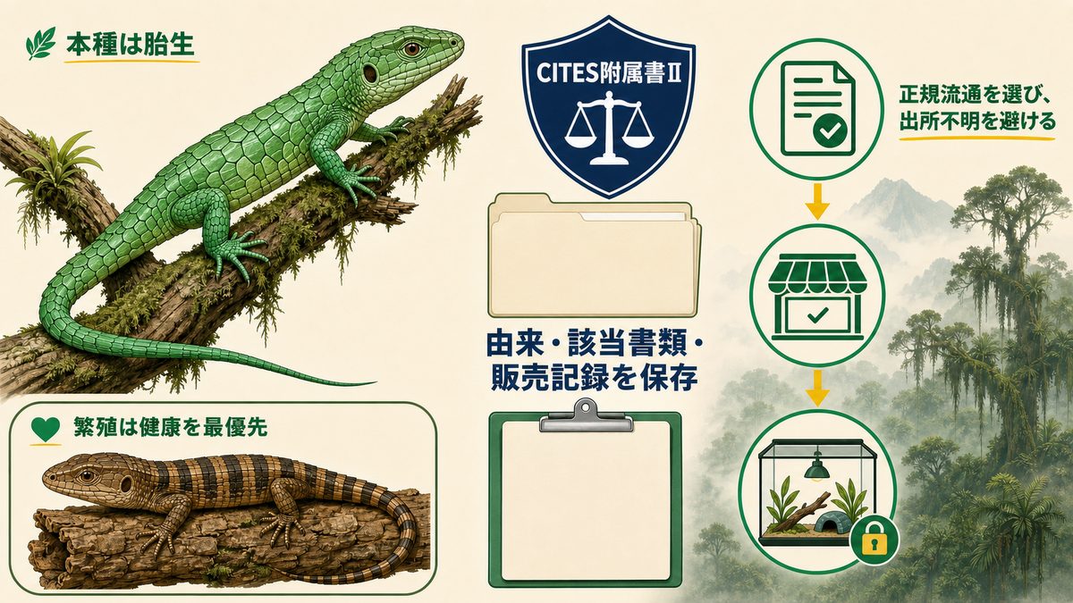 アブロニア・グラミネアの胎生、健康を優先した繁殖、CITES附属書II、由来確認と正規流通を示す図解