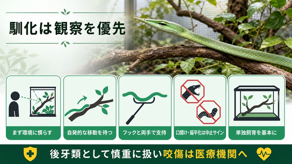 ハンドリングと馴化：神経質な性質と上手に向き合うの要点をまとめたカメレオン・爬虫類飼育インフォグラフィック