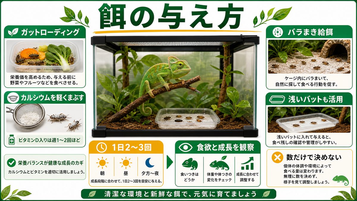すくすく育てる！餌の与え方を解説！の要点をまとめたカメレオン・爬虫類飼育インフォグラフィック