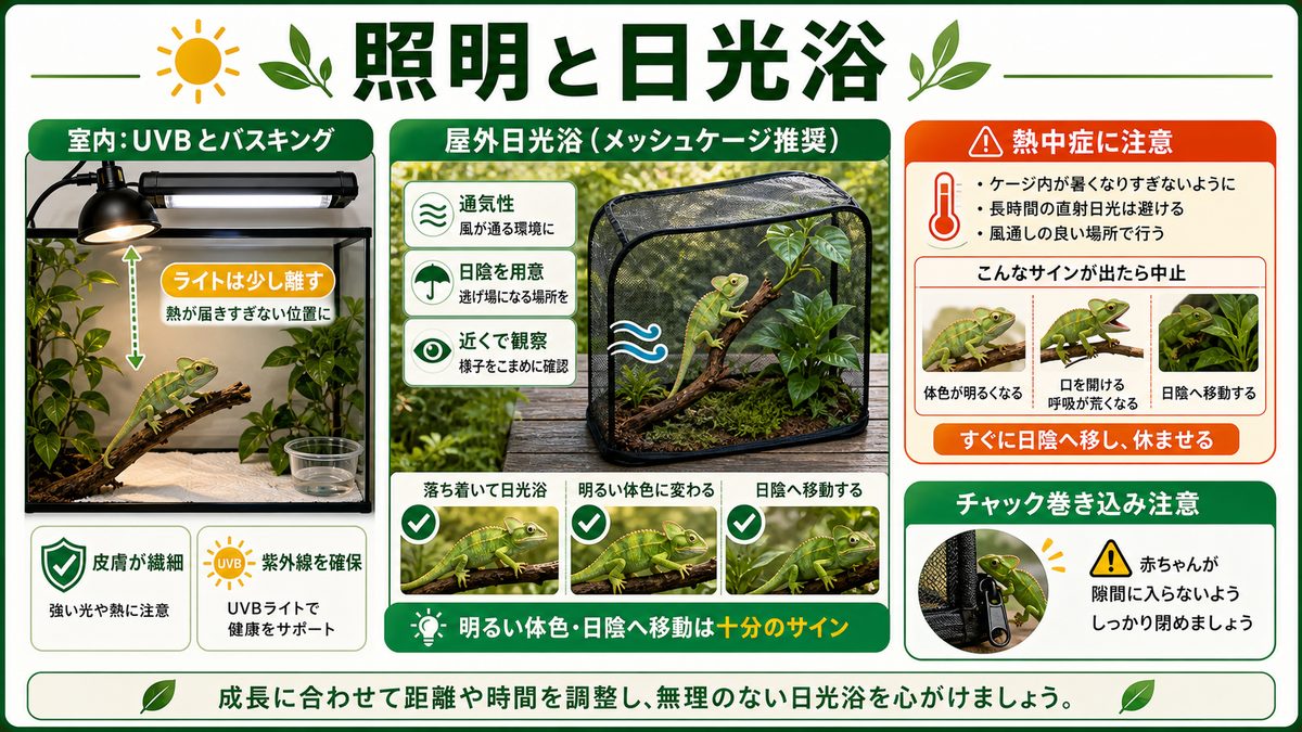 健やかな成長のために！照明、日光浴について解説！の要点をまとめたカメレオン・爬虫類飼育インフォグラフィック