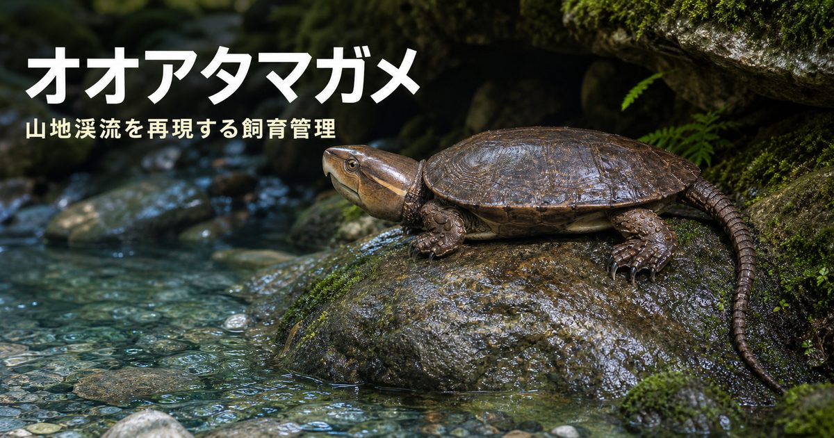 山地の渓流で大きな頭と長い尾を見せるオオアタマガメの飼育ガイド