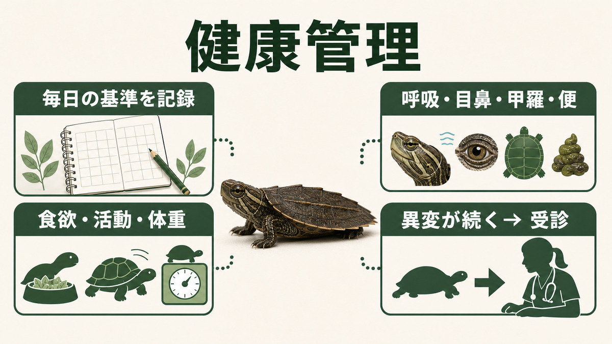 ヒラセガメの食欲、活動、体重、呼吸、目鼻、甲羅、便を観察し受診につなぐIMAGE2図解