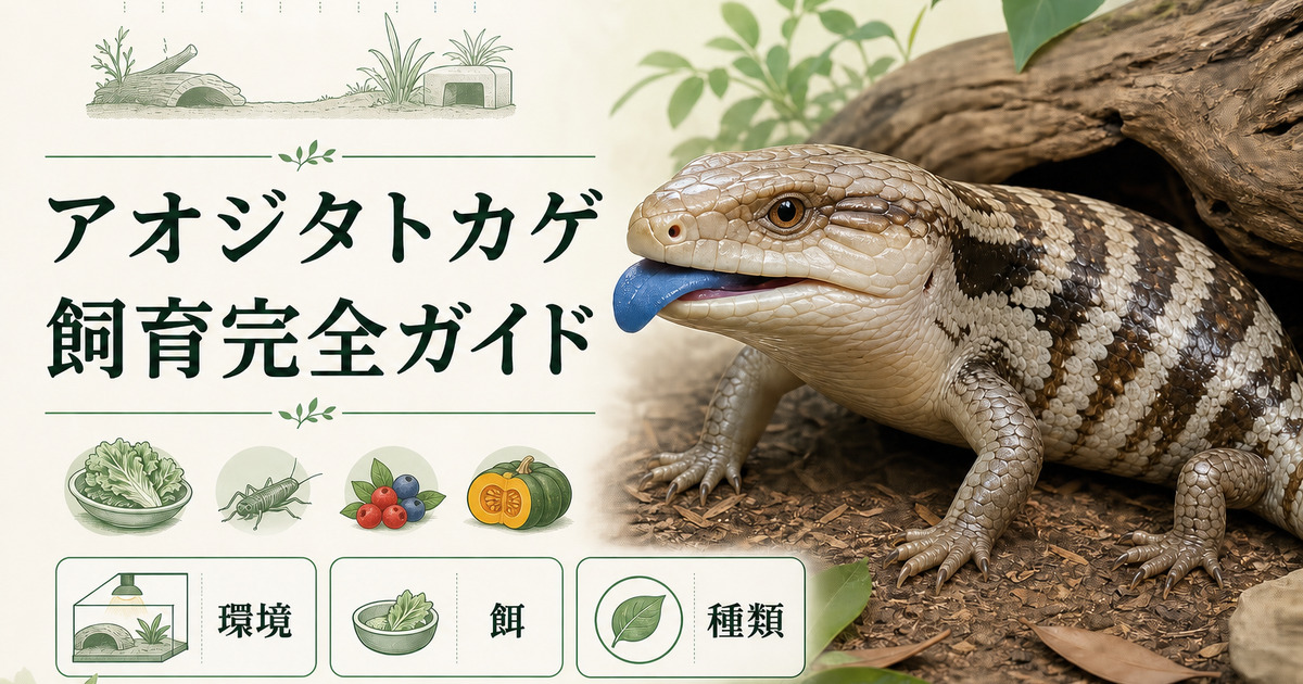 アオジタトカゲの飼育環境・餌・代表的な種類を解説する完全ガイドのアイキャッチ