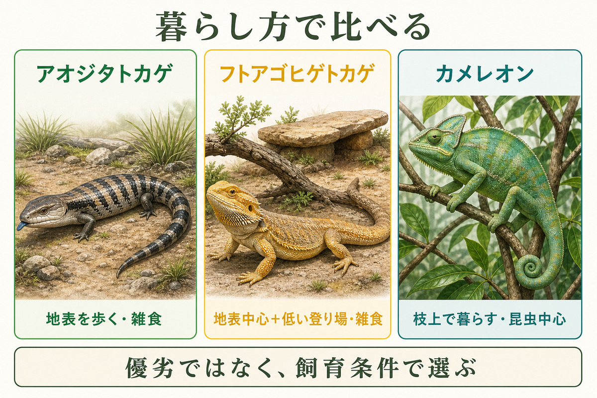 アオジタトカゲ・フトアゴヒゲトカゲ・カメレオンの生活場所と食性を比較した図解