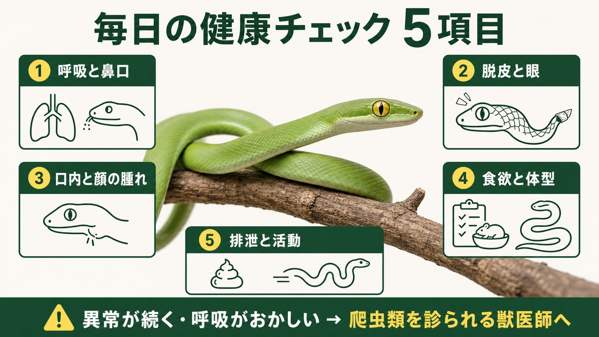 ボイガ属の呼吸・脱皮・口内・食欲体型・排泄活動の健康チェックを示す図